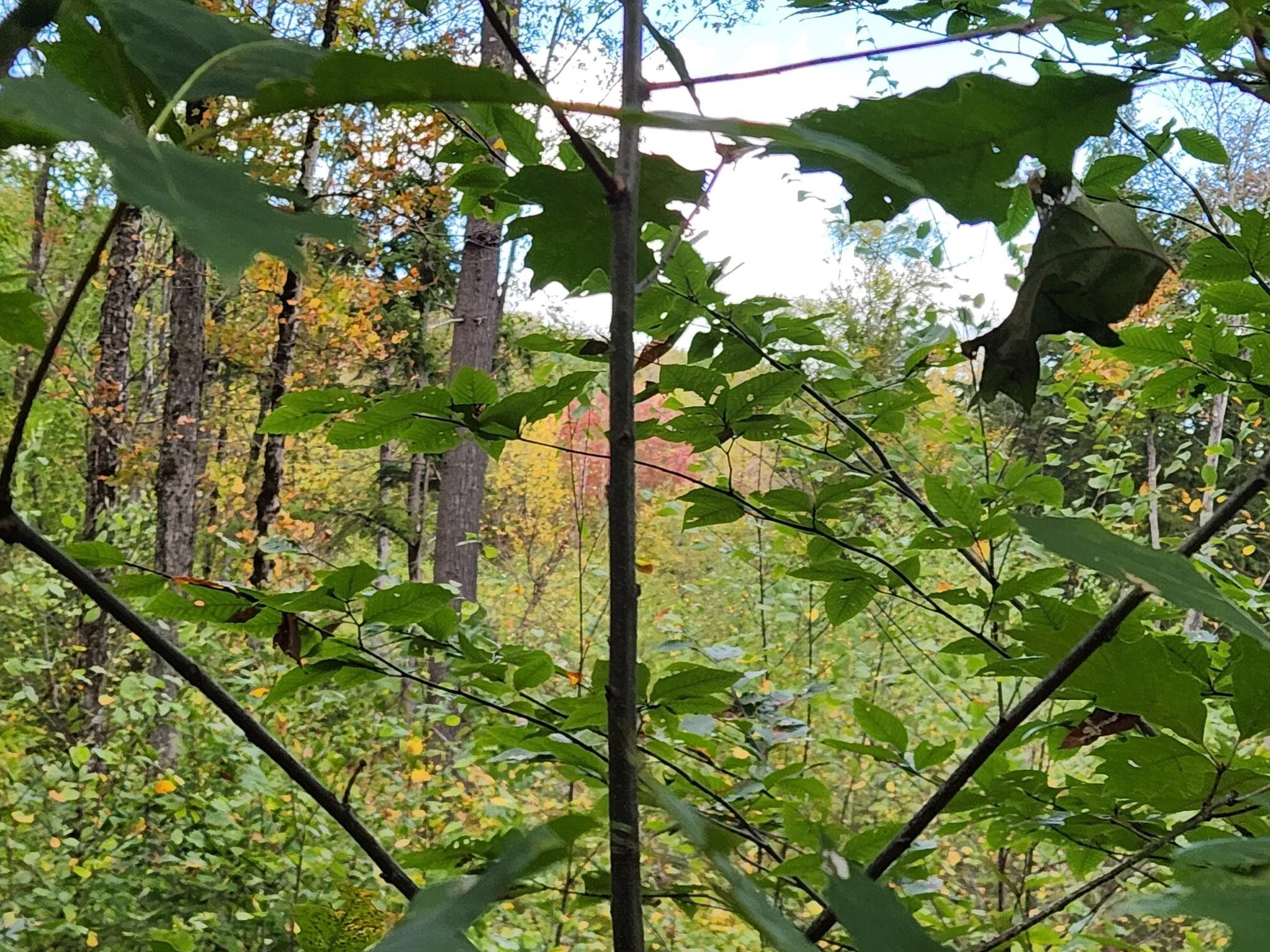 Bagley Hill Road, Unit 66 Warner, NH 03278 - Photo 3 of 22