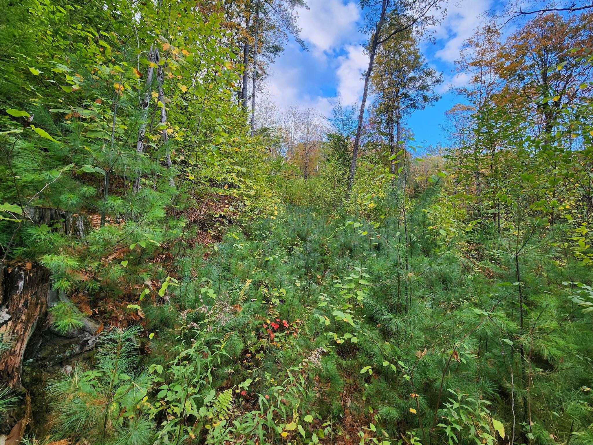 Bagley Hill Road, Unit 66 Warner, NH 03278 - Photo 6 of 22