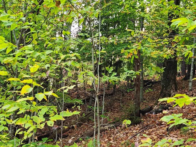 $153,000 | Bagley Hill Road, Unit 66, Warner, NH 03278