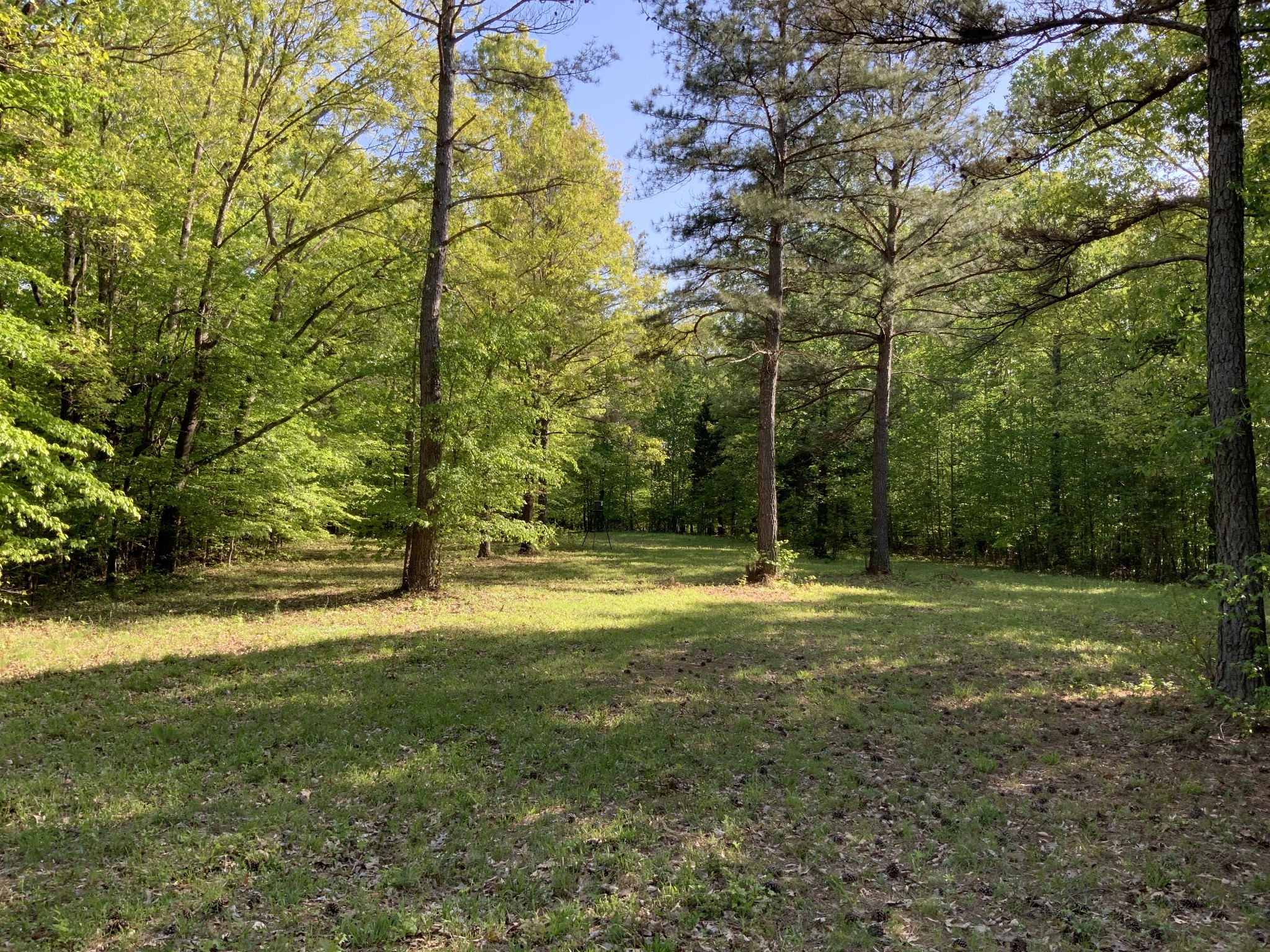 0 Manleyville Road Springville, TN 38256 - Photo 11 of 34 a view of a yard with a trees