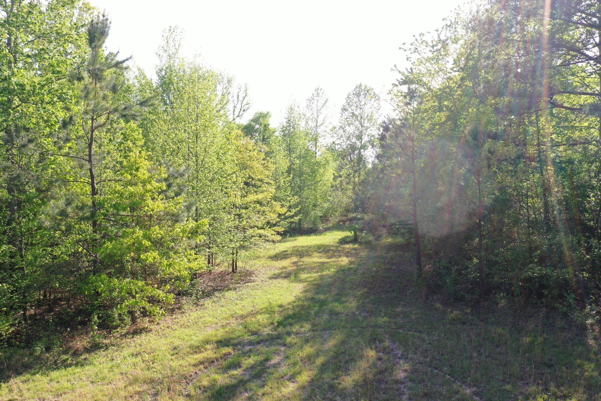 0 Manleyville Road Springville, TN 38256 - Photo 13 of 34 a view of a yard with swimming pool