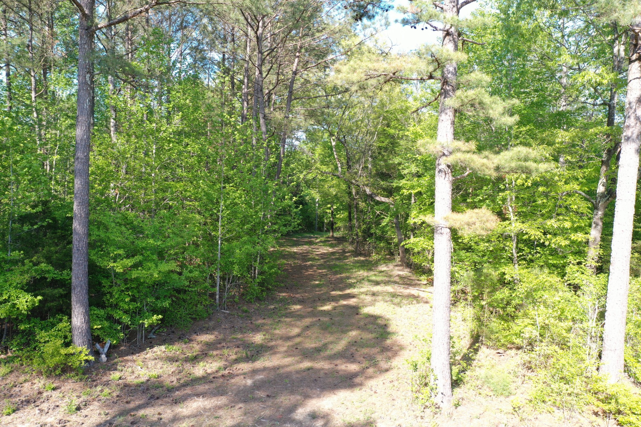 0 Manleyville Road Springville, TN 38256 - Photo 14 of 34 a view of a yard with plants and large trees