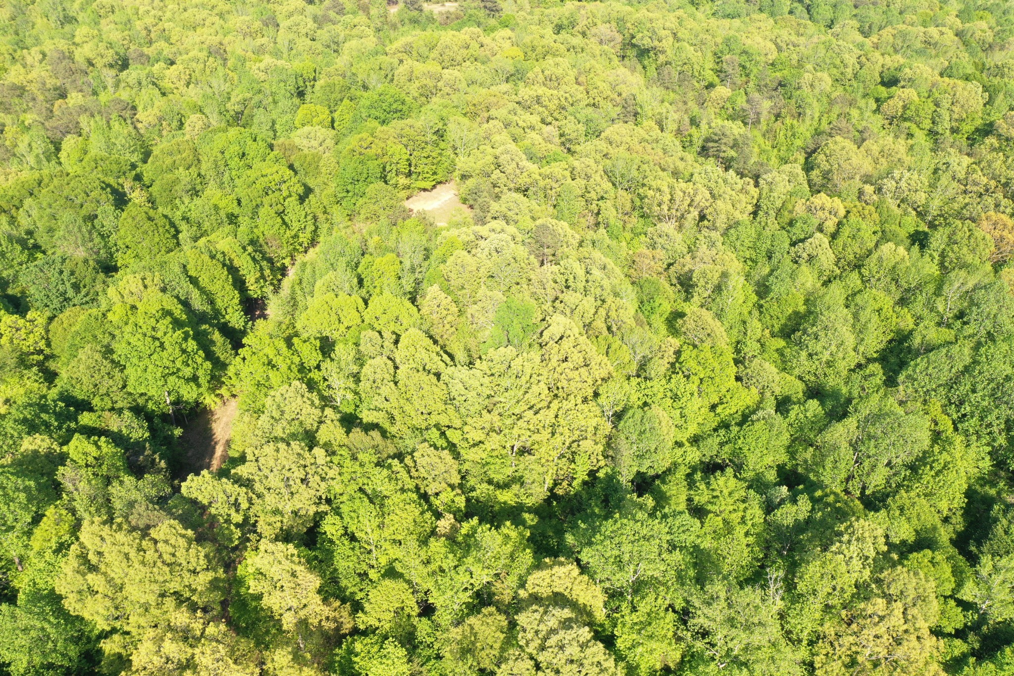 0 Manleyville Road Springville, TN 38256 - Photo 15 of 34 a view of a yard with a tree