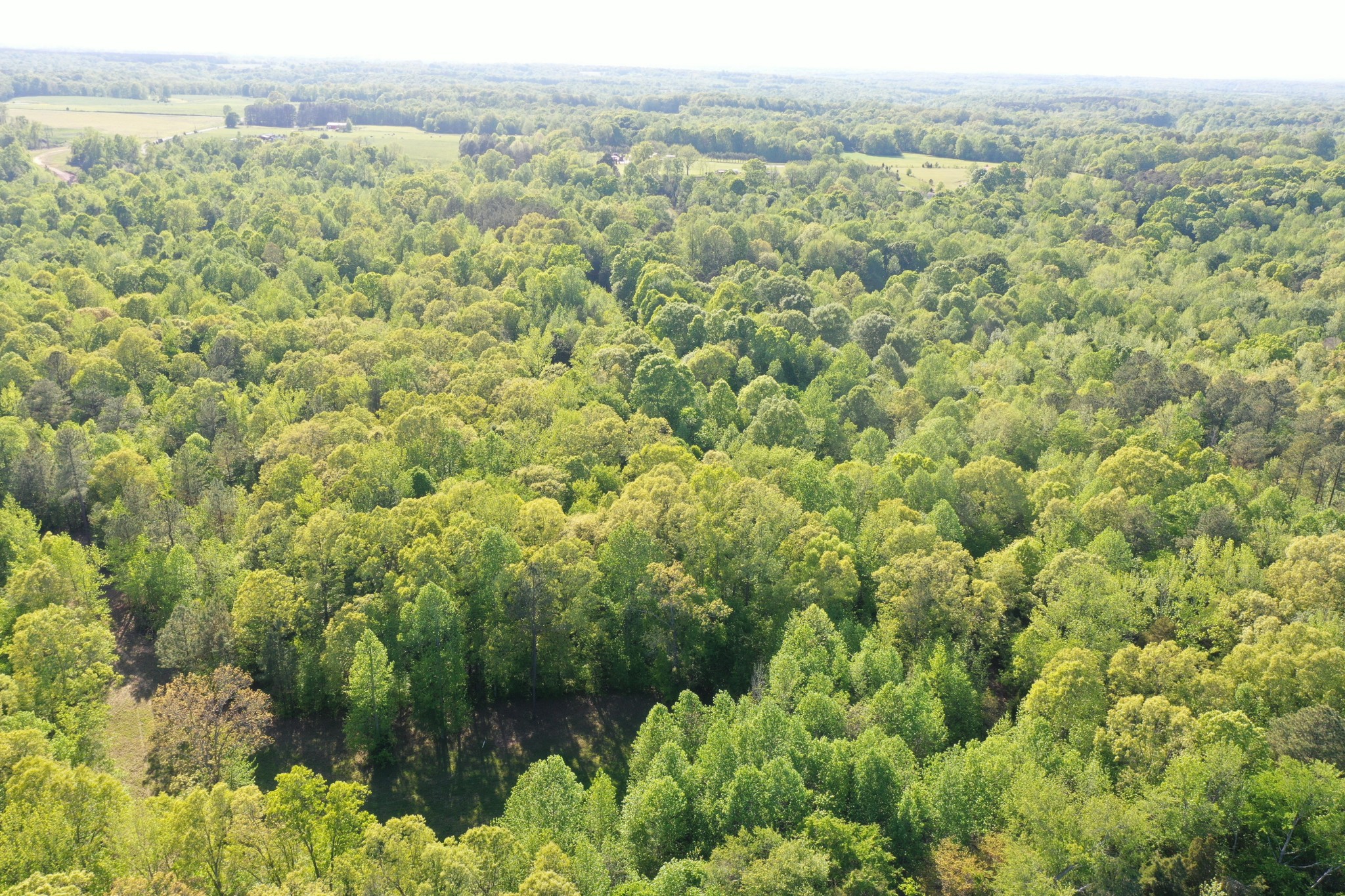 0 Manleyville Road Springville, TN 38256 - Photo 17 of 34 a view of a forest with a lake