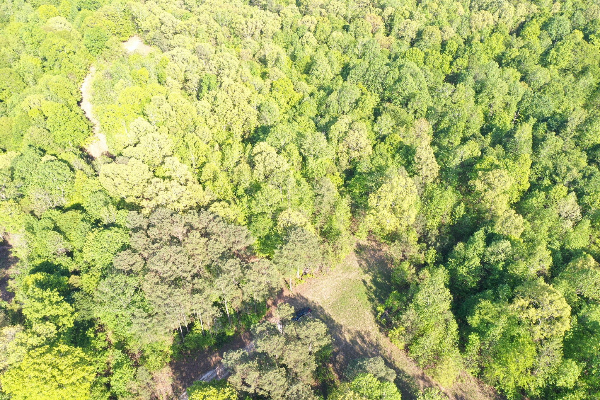 0 Manleyville Road Springville, TN 38256 - Photo 22 of 34 a view of a yard with a tree