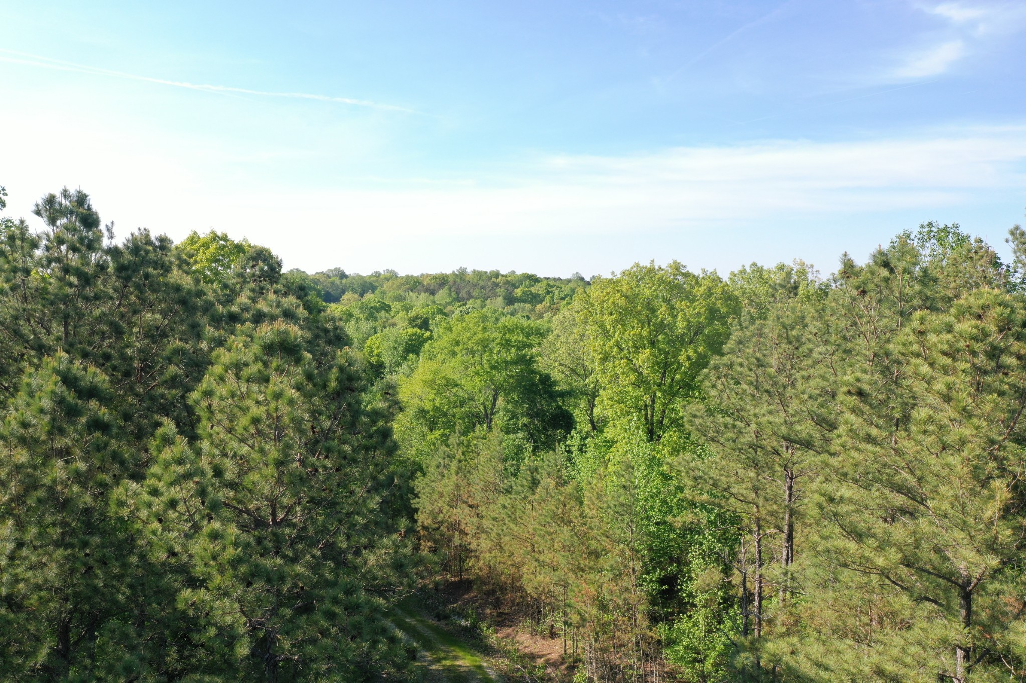 0 Manleyville Road Springville, TN 38256 - Photo 24 of 34 view of a bunch of trees