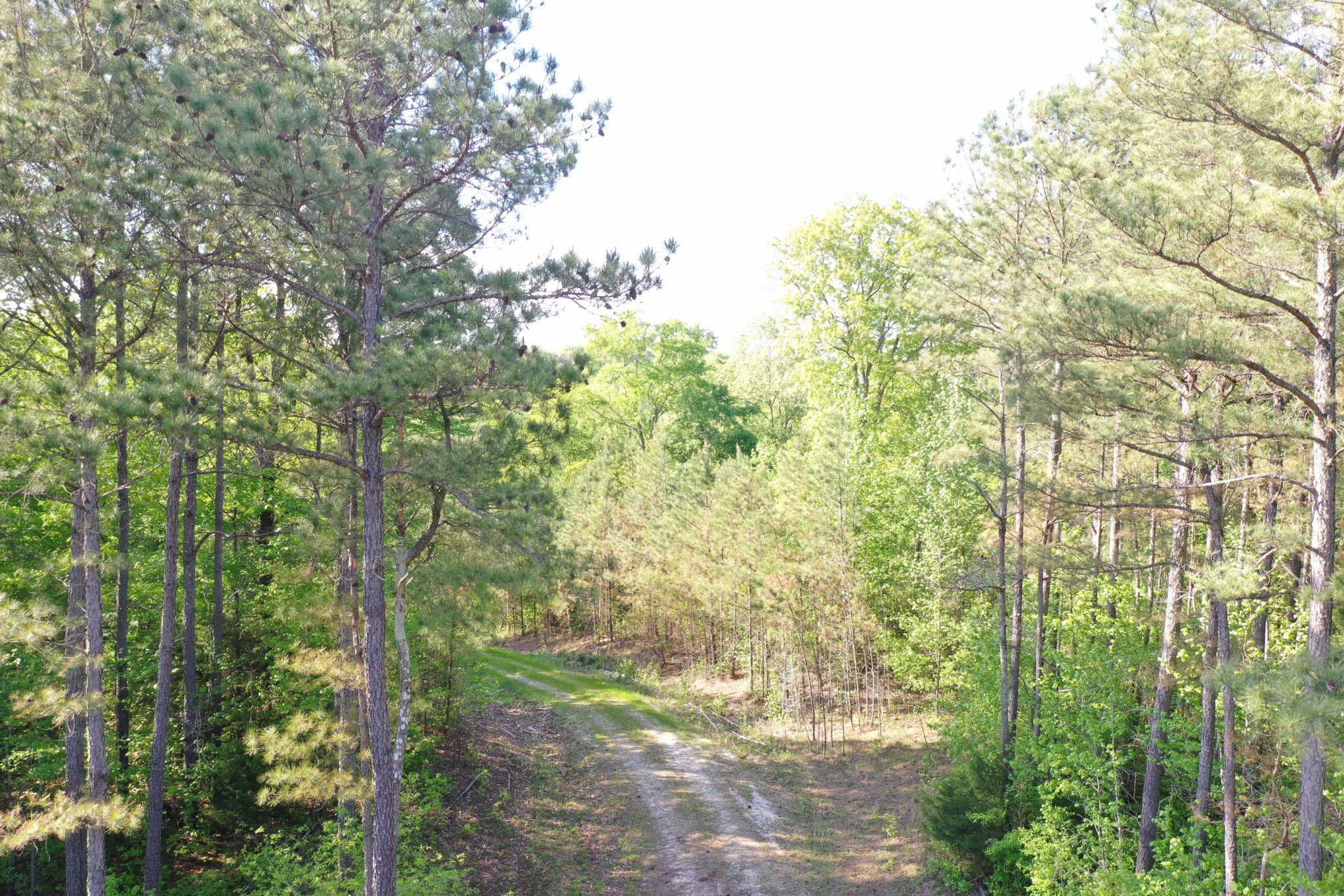 0 Manleyville Road Springville, TN 38256 - Photo 25 of 34 a view of backyard with green space