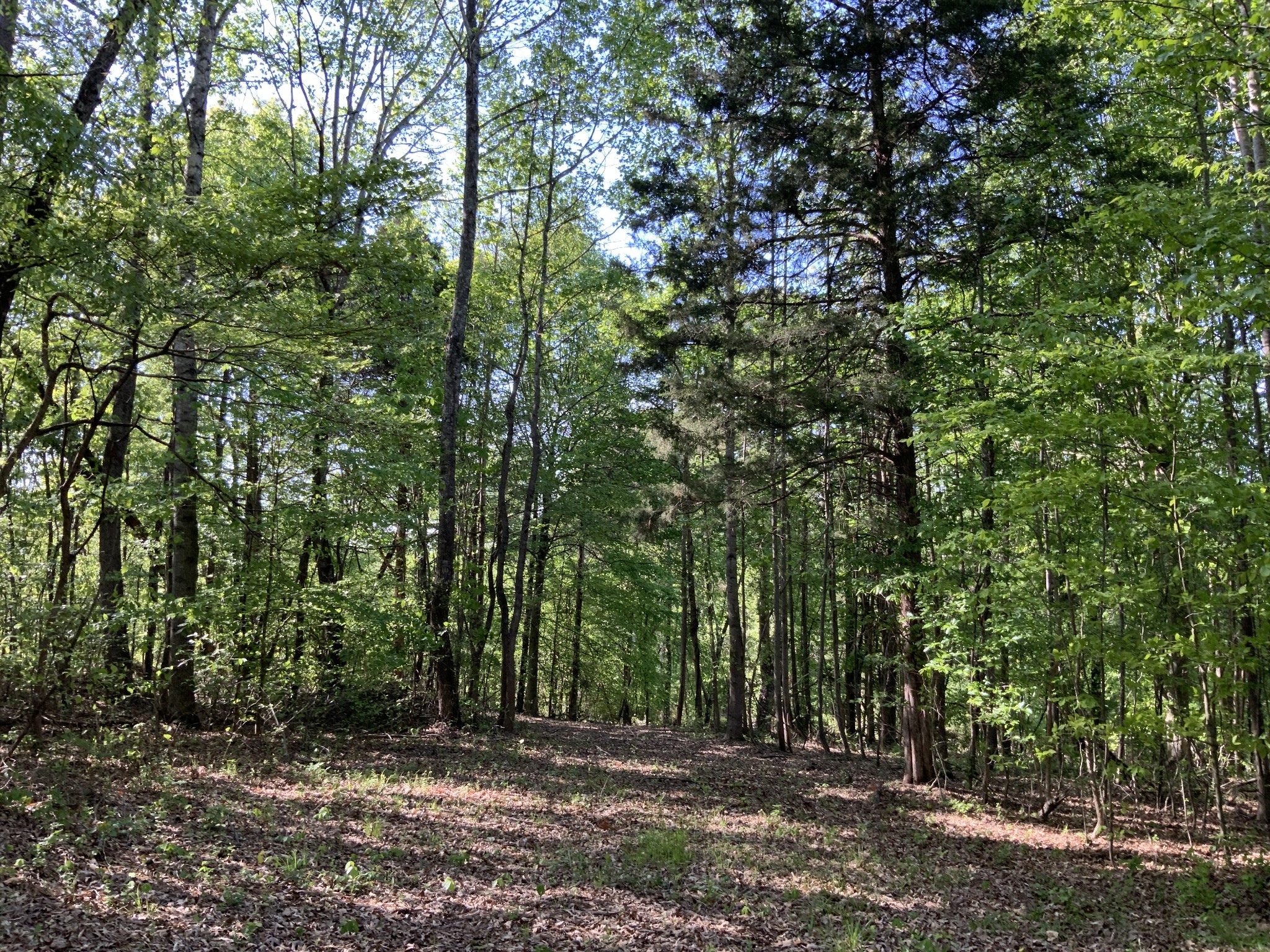 0 Manleyville Road Springville, TN 38256 - Photo 3 of 34 a view of outdoor space and trees
