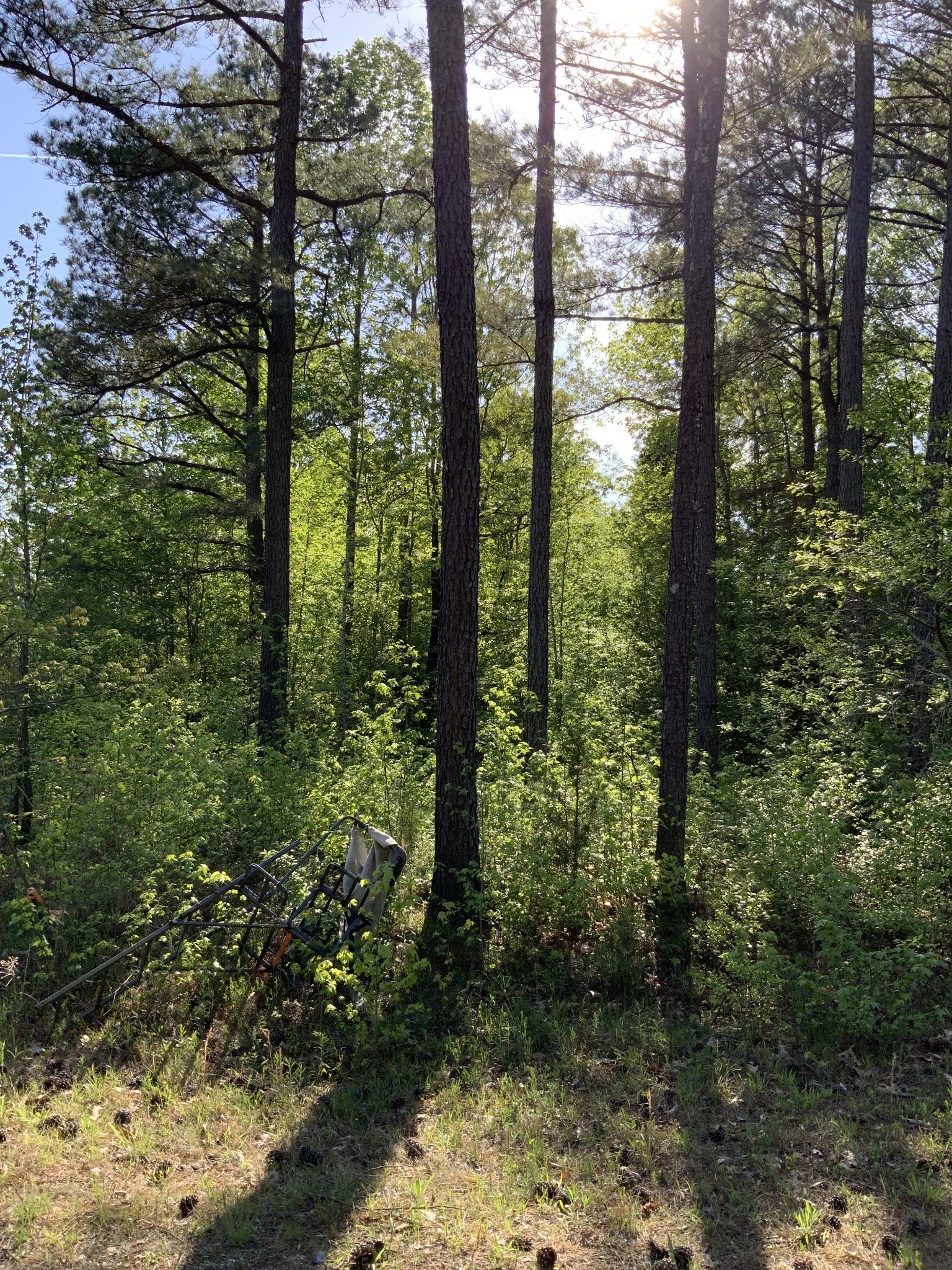 0 Manleyville Road Springville, TN 38256 - Photo 31 of 34 a view of outdoor space and trees