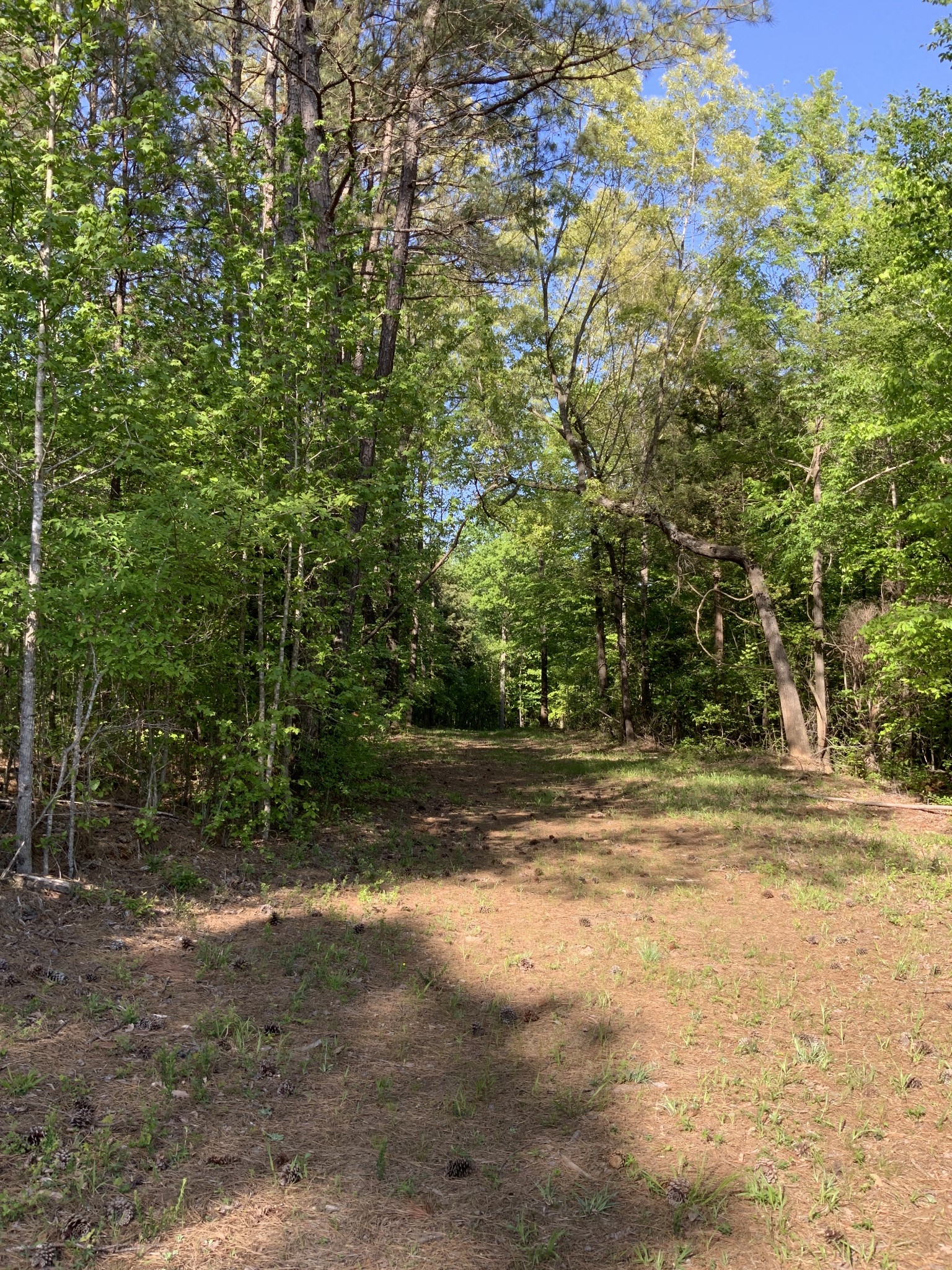 0 Manleyville Road Springville, TN 38256 - Photo 7 of 34 a view of a yard with a trees