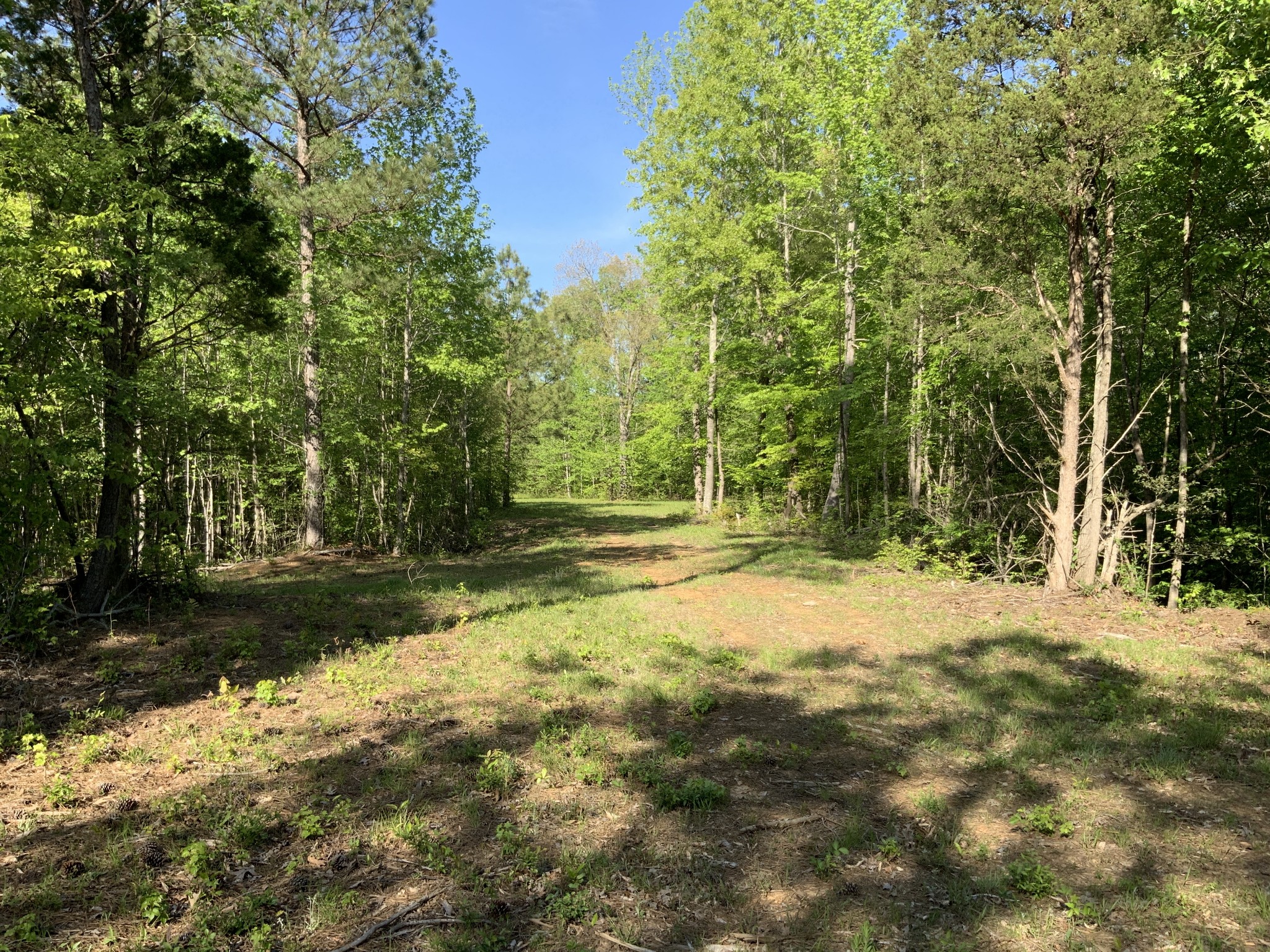 0 Manleyville Road Springville, TN 38256 - Photo 9 of 34 a view of a yard with trees
