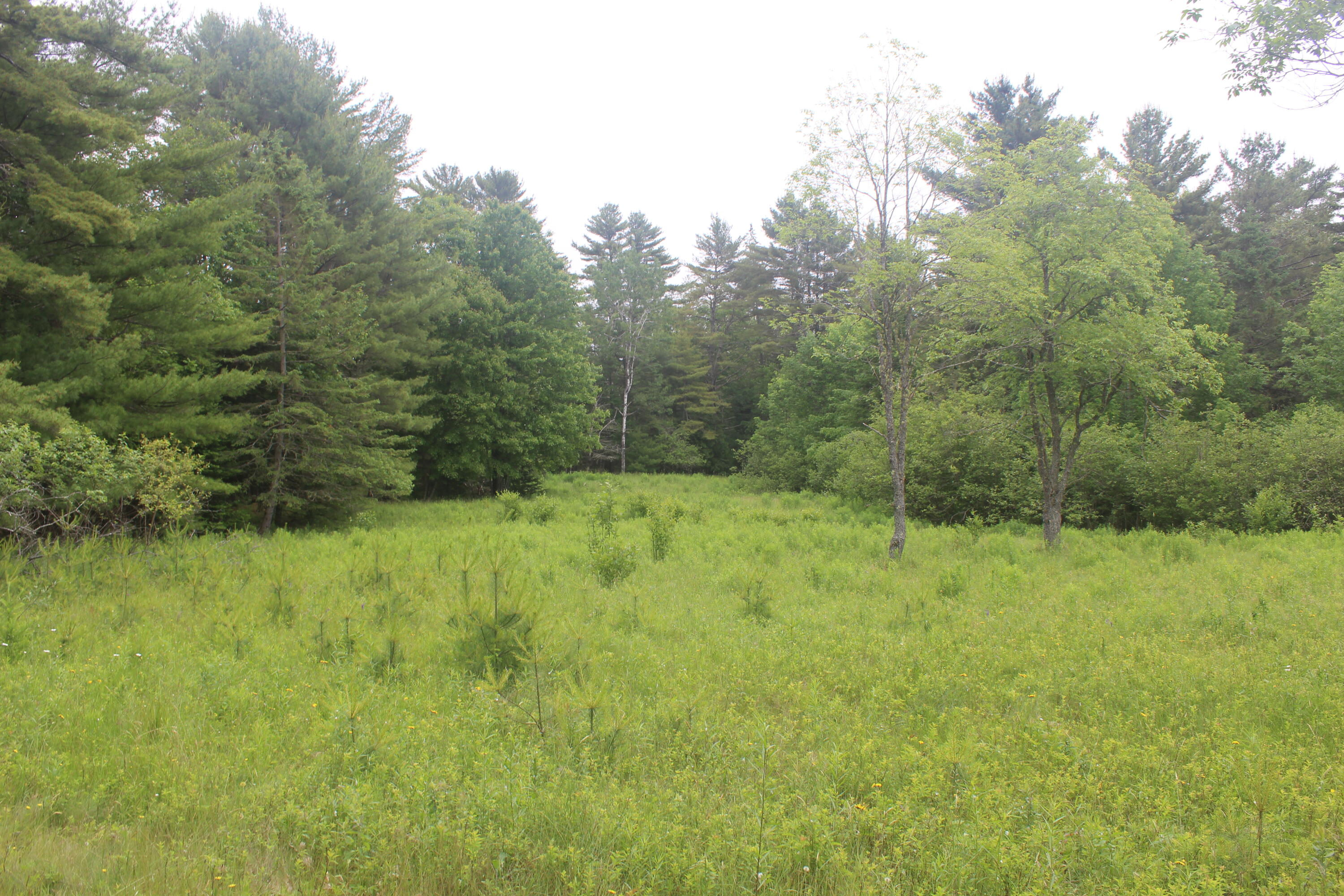 486 Johnson Mill Road Orrington, ME 04474 - Photo 17 of 20 IMG_1274