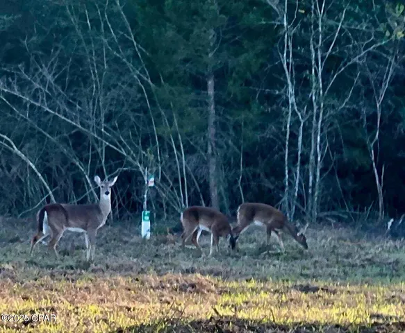 $130,000 | 0 Gilberts Mill Road, Chipley, FL 32428