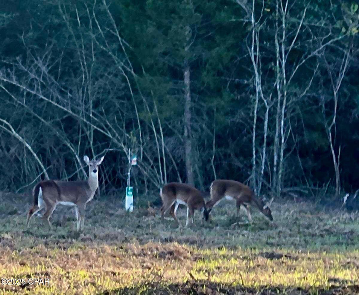 0 Gilberts Mill Road Chipley, FL 32428 - Photo 5 of 8
