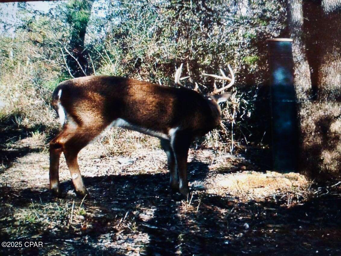 0 Gilberts Mill Road Chipley, FL 32428 - Photo 6 of 8