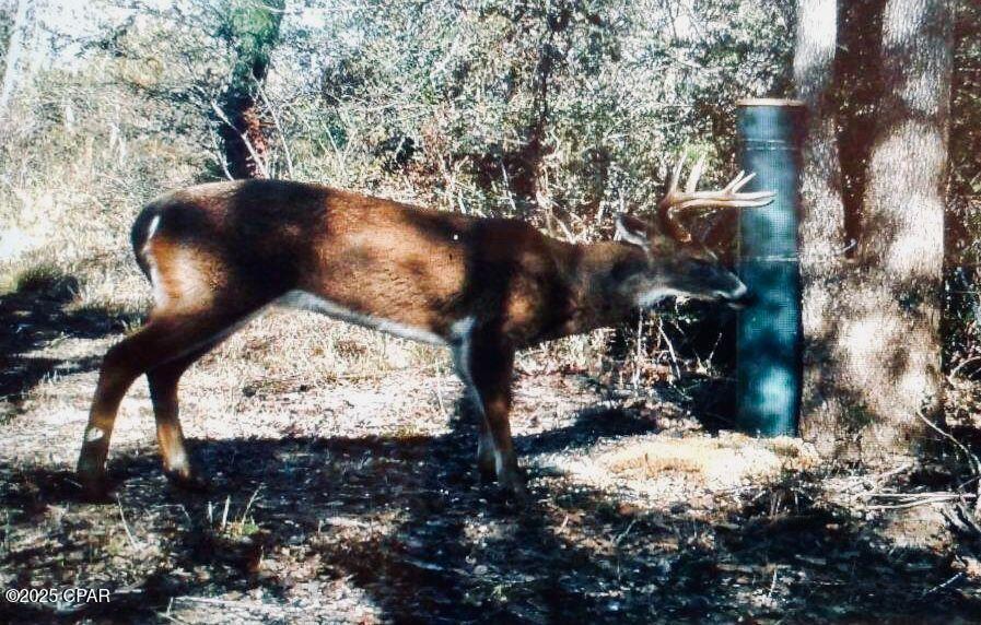 0 Gilberts Mill Road Chipley, FL 32428 - Photo 7 of 8