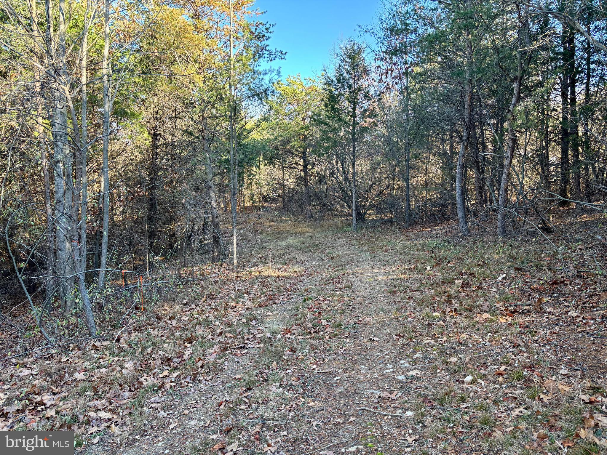 2 Harper Valley Road Luray, VA 22835 - Photo 8 of 15 a view of a yard with trees