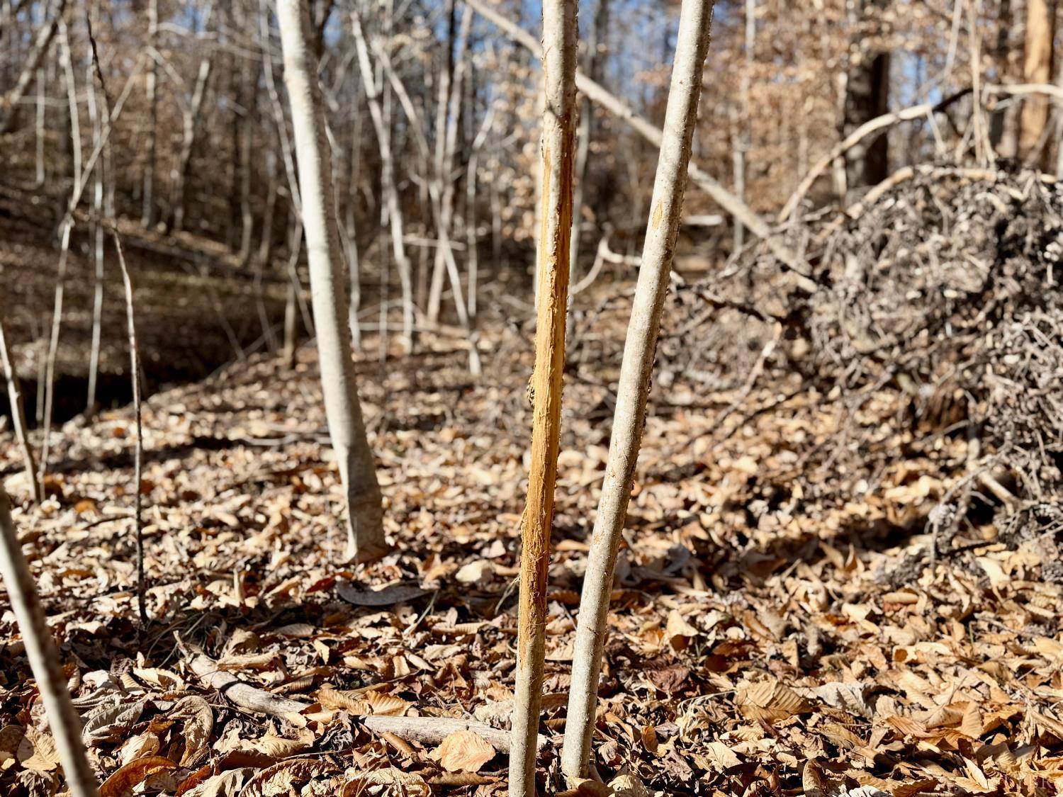 0 Salem Road Schuyler, VA 22969 - Photo 1 of 40