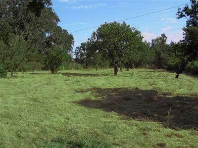 1411 Olivet Road Santa Rosa, CA 95401 - Photo 6 of 11 a big yard with lots of green space and trees