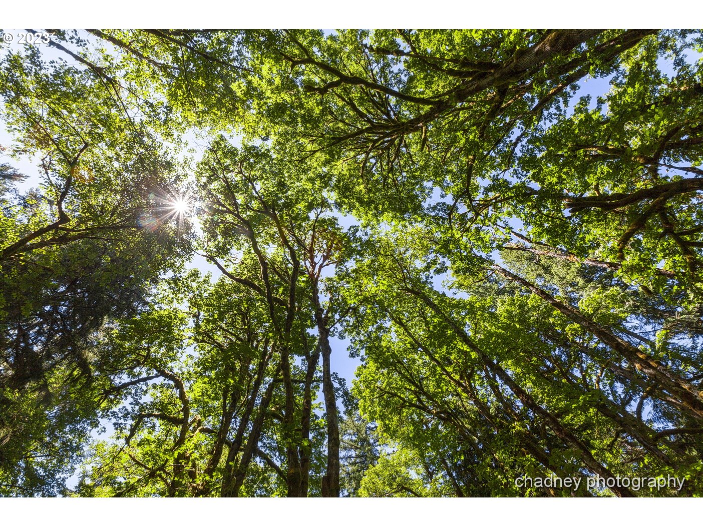 2847 Northeast Brower Road Corbett, OR 97019 - Photo 41 of 48 a view of a tree