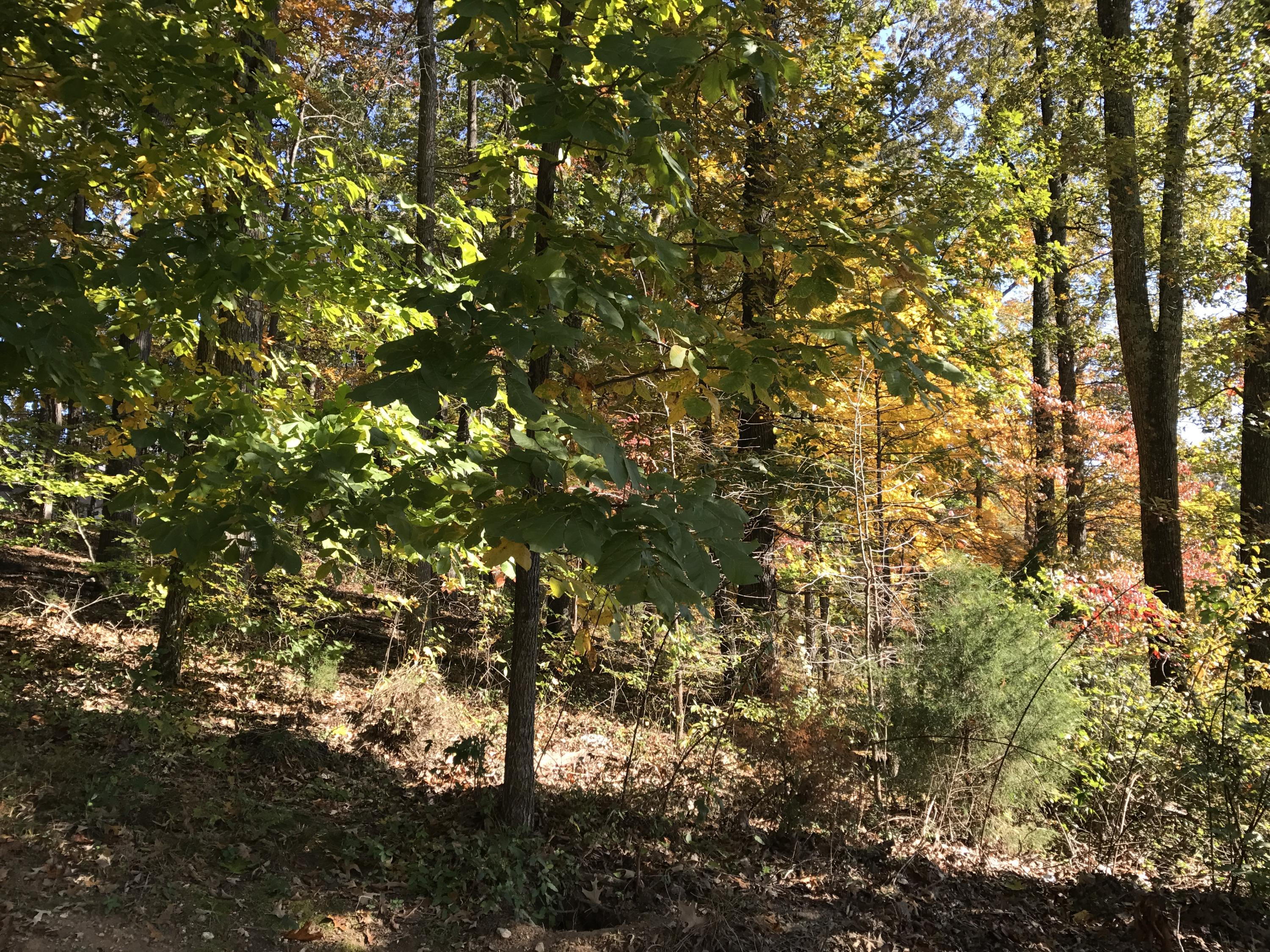 Nebo Mountain Road Walland, TN 37886 - Photo 1 of 1 IMG_0798