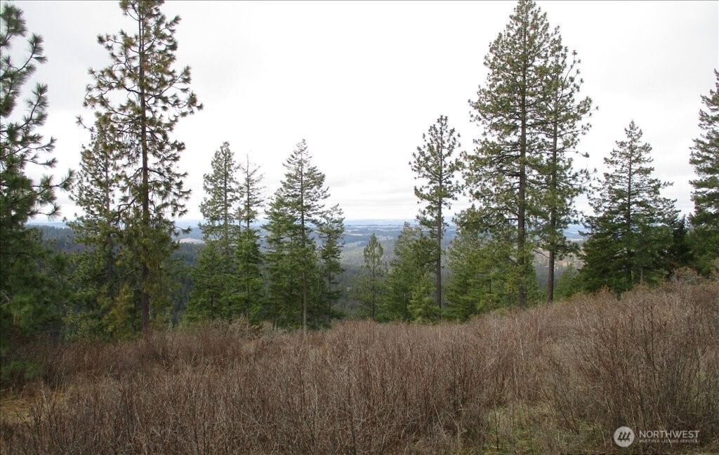 18-xxx East Miner Road Mead, WA 99021 - Photo 28 of 40 a view of a forest