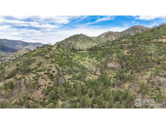 a black and white photo of a forest