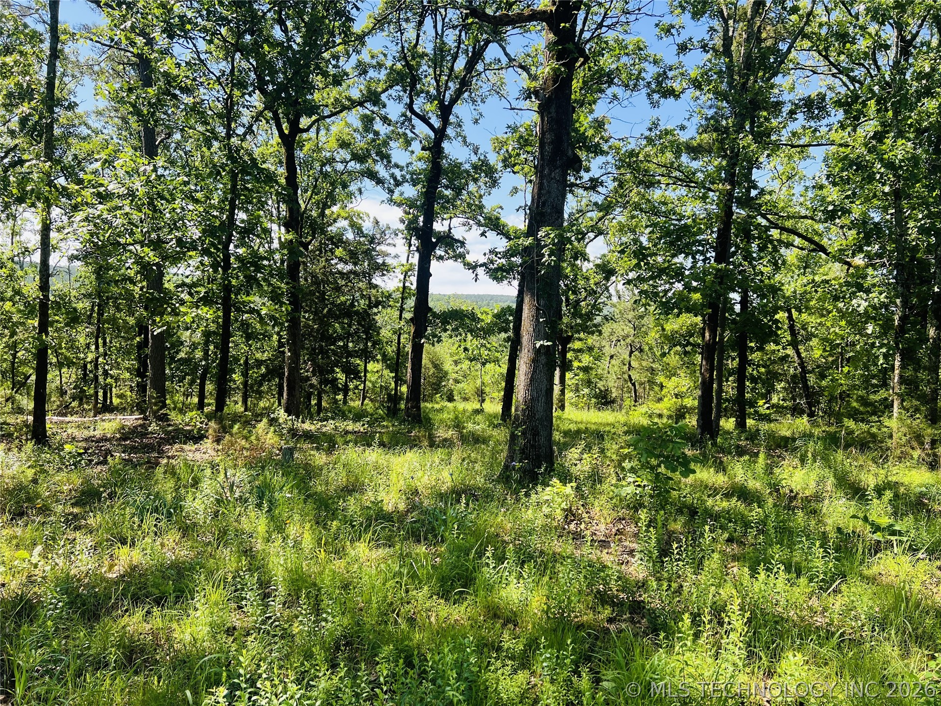Wooded acreage featuring mature trees and natural ground cover