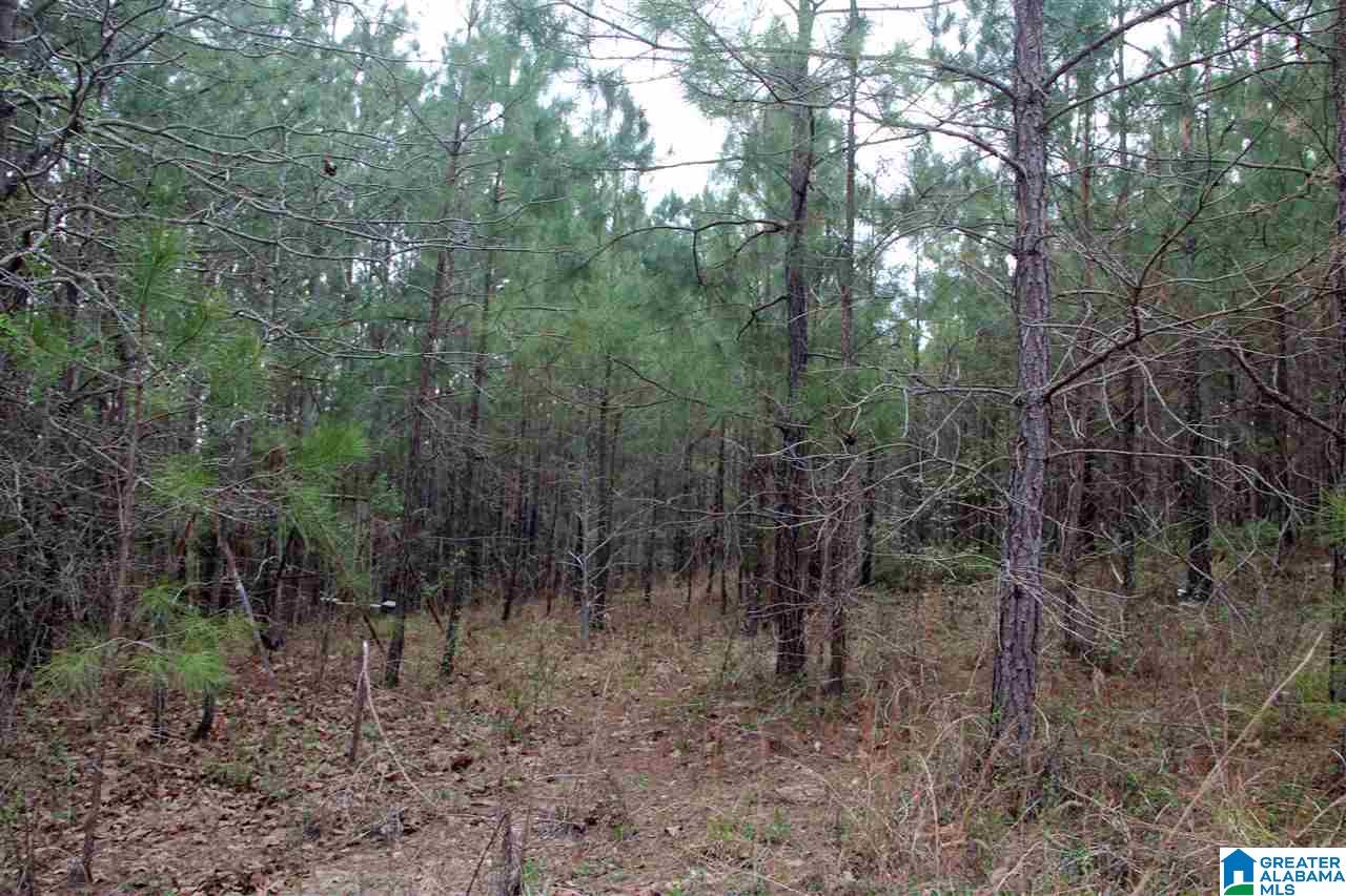 255 Lakeside Lane Alpine, AL 35014 - Photo 8 of 12
