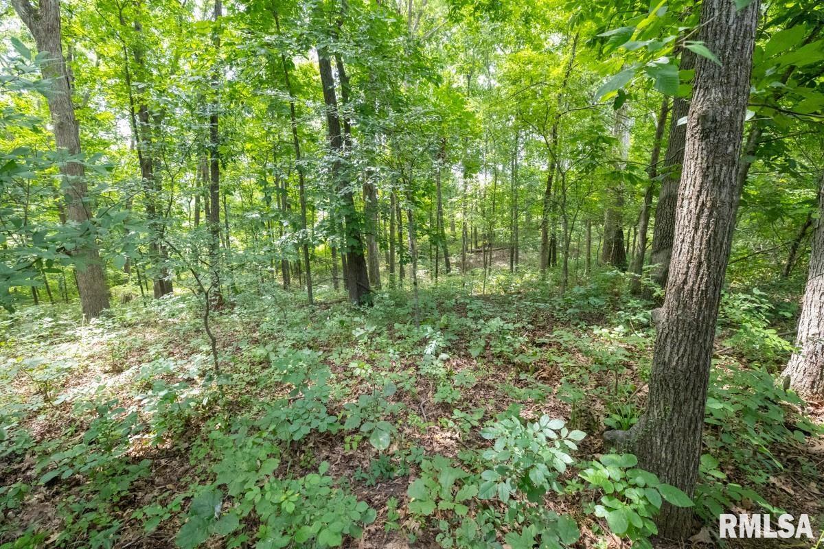 0 Robinson Hill Road Makanda, IL 62958 - Photo 19 of 29