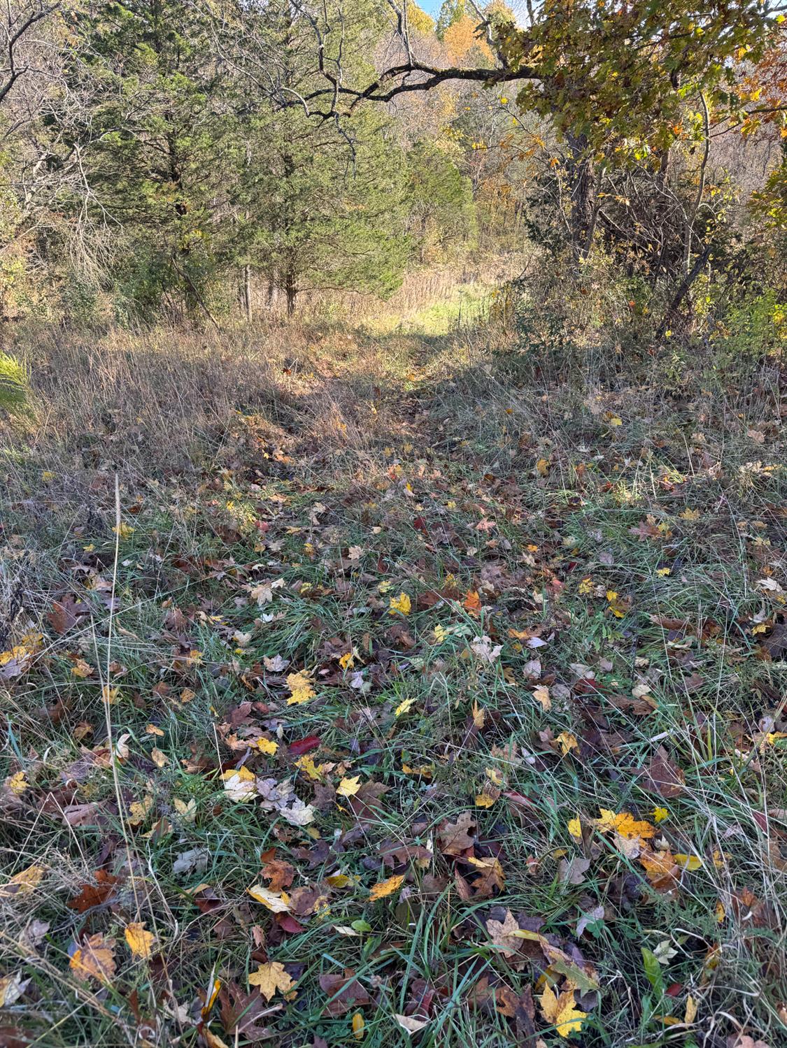 1741 Highway 250 Rising Sun, IN 47040 - Photo 9 of 19