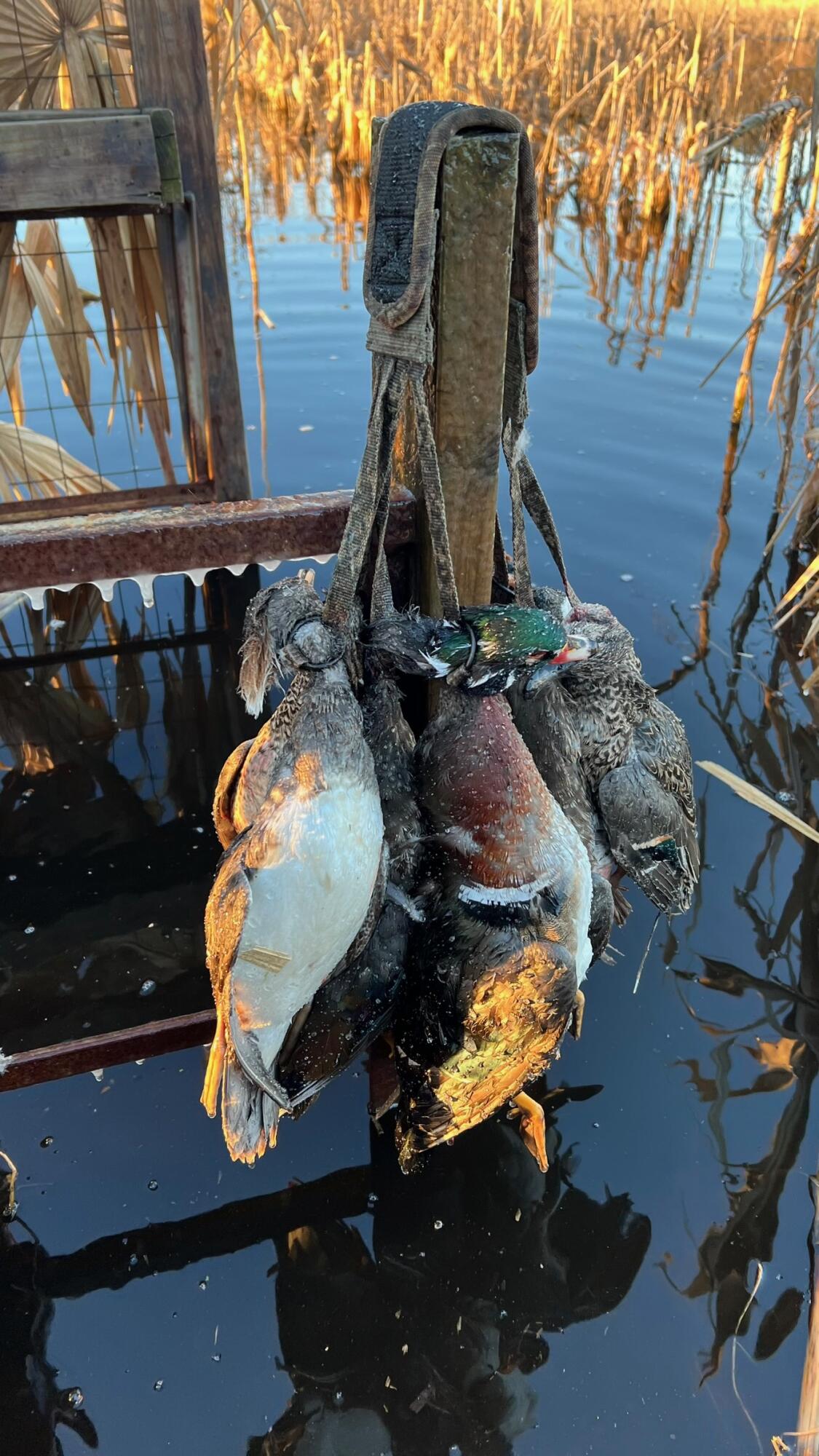 1185 Poco Sabo Lane Green Pond, SC 29446 - Photo 46 of 57 PocoSaboDucks