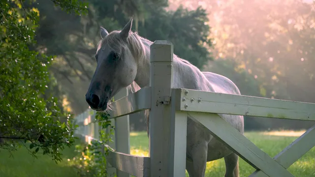 $22,500,000 | 1185 Poco Sabo Lane, Green Pond, SC 29446