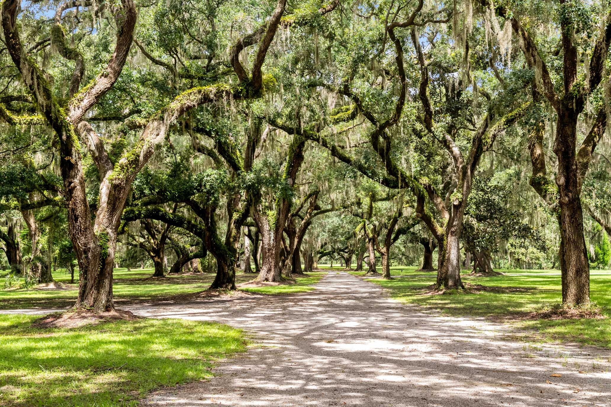 1185 Poco Sabo Lane Green Pond, SC 29446 - Photo 6 of 57 HFL_POCO SABO PLANTATION-81