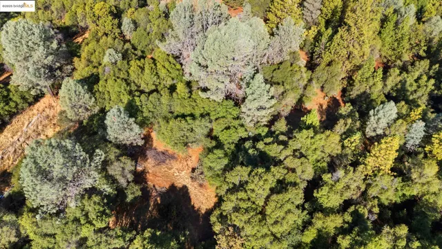a view of a bunch of trees and sunset
