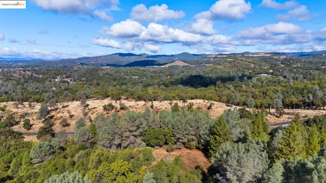 a view of a tree in a garden