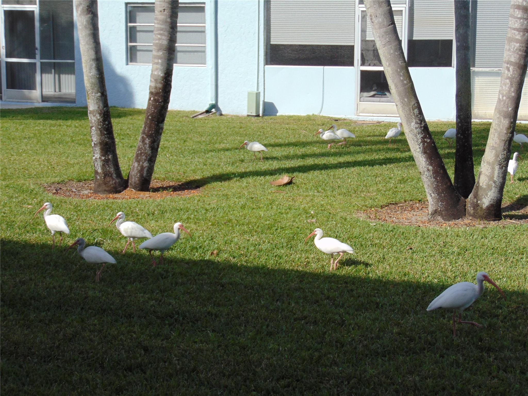 9788 Marina Boulevard, Unit 313 Boca Raton, FL 33428 - Photo 56 of 65 YOUR NEW BACK YARD
