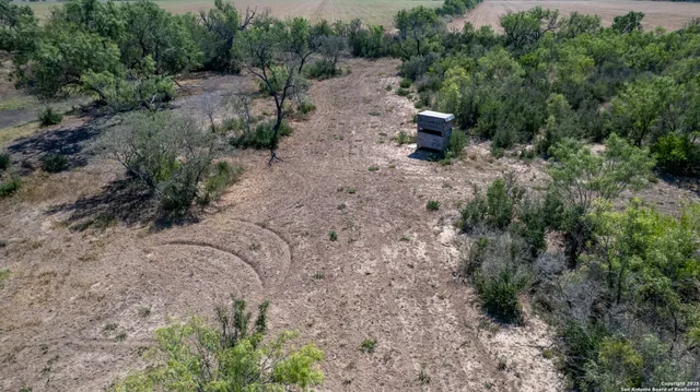 a view of a dry yard with lots of green space and deers