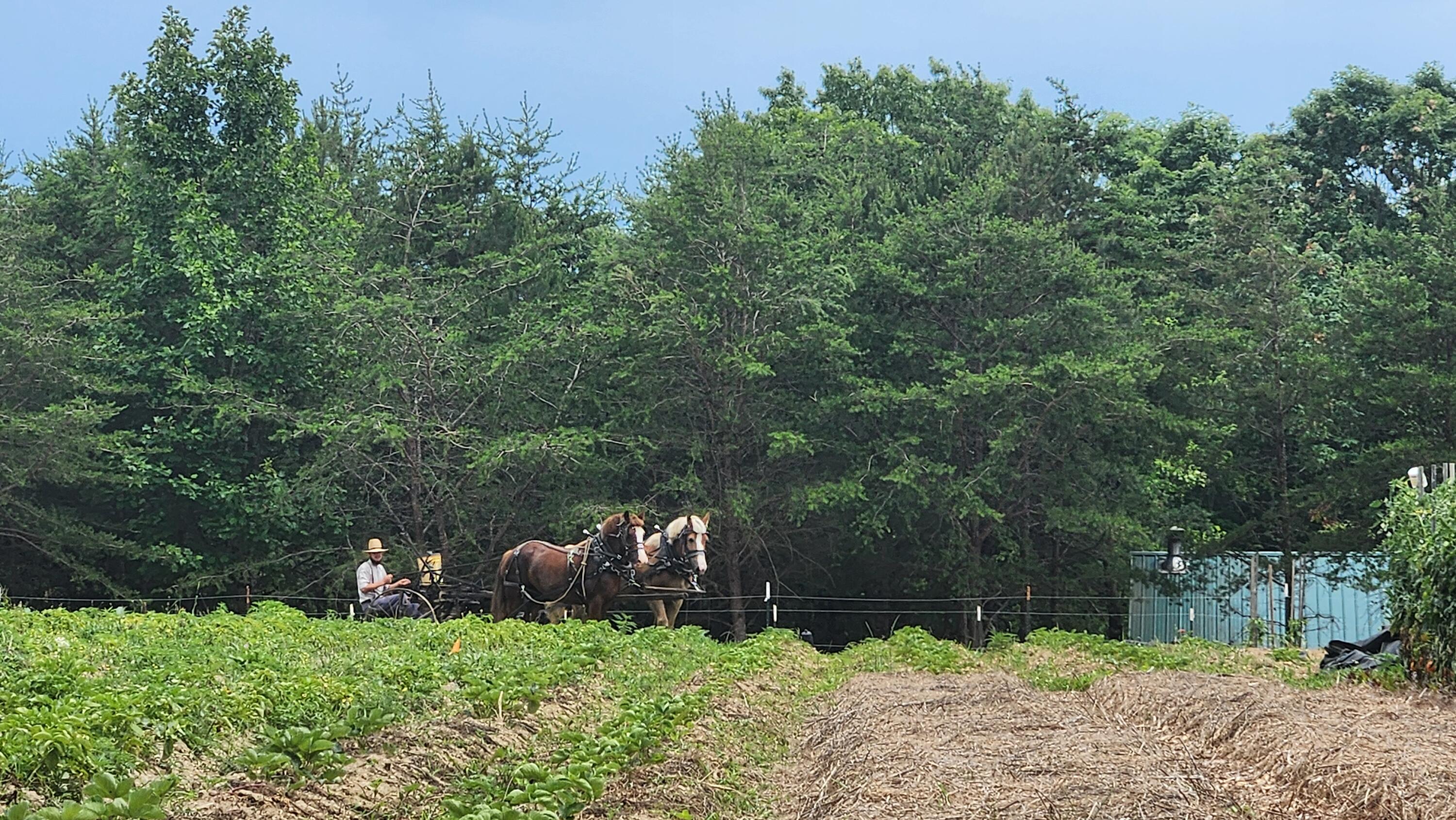 271 Doug Anderson Road Palmer, TN 37365 - Photo 35 of 35 20250612_135706