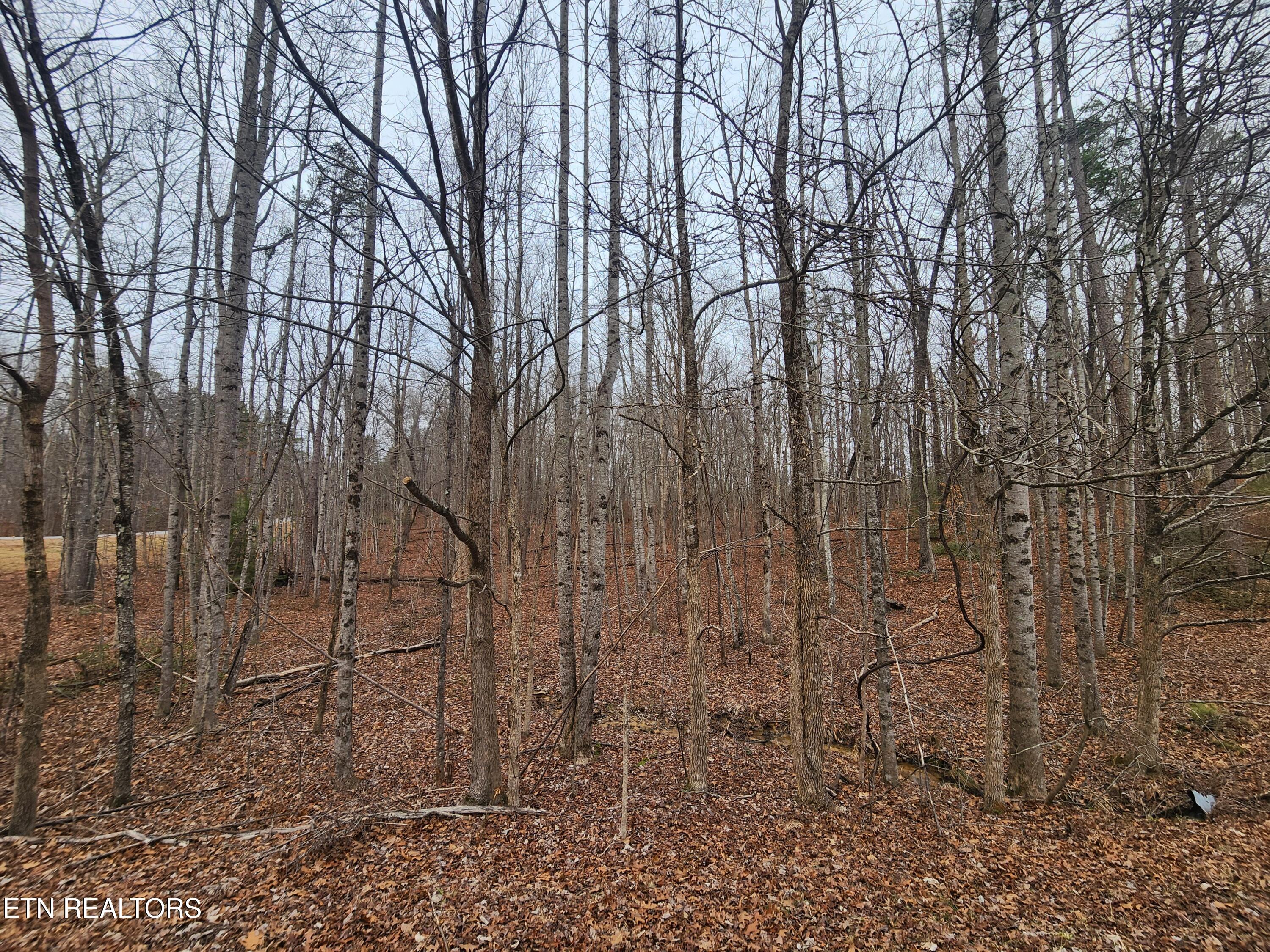 Blueberry Point Monterey, TN 38574 - Photo 11 of 17 PARTIALLY WOODED