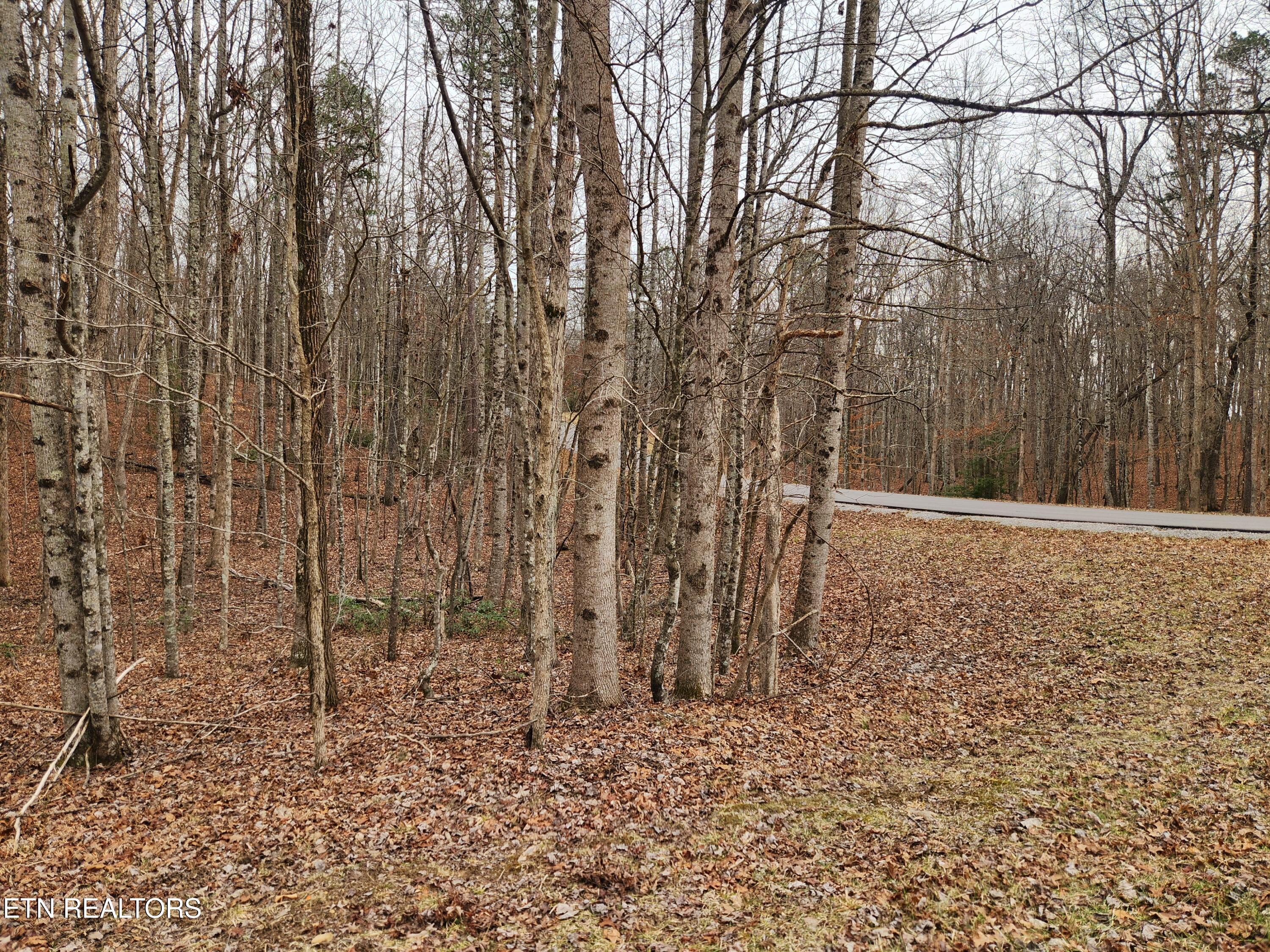 Blueberry Point Monterey, TN 38574 - Photo 12 of 17 PAVED STREETS