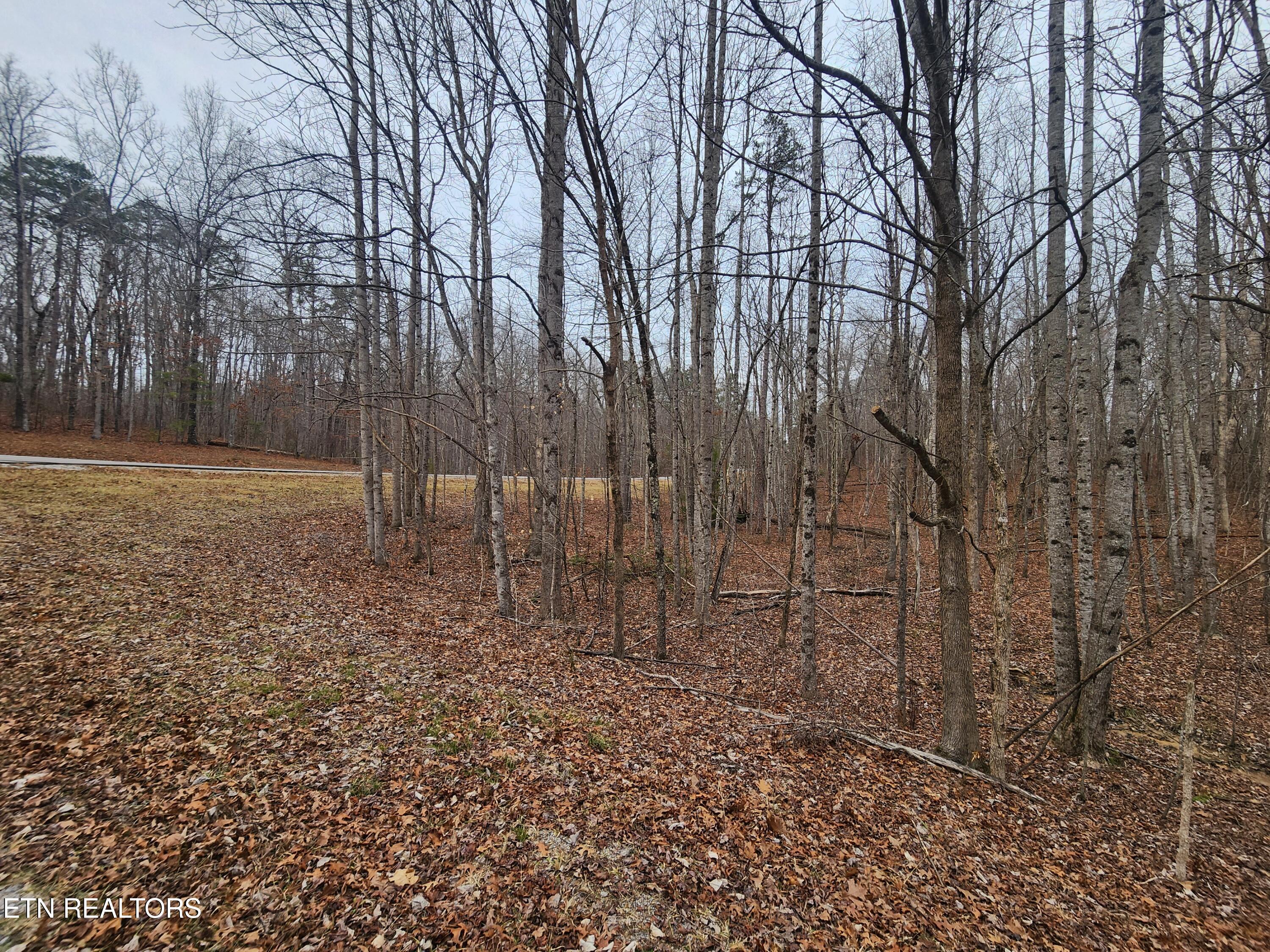 Blueberry Point Monterey, TN 38574 - Photo 6 of 17 BLUEBERRY PT