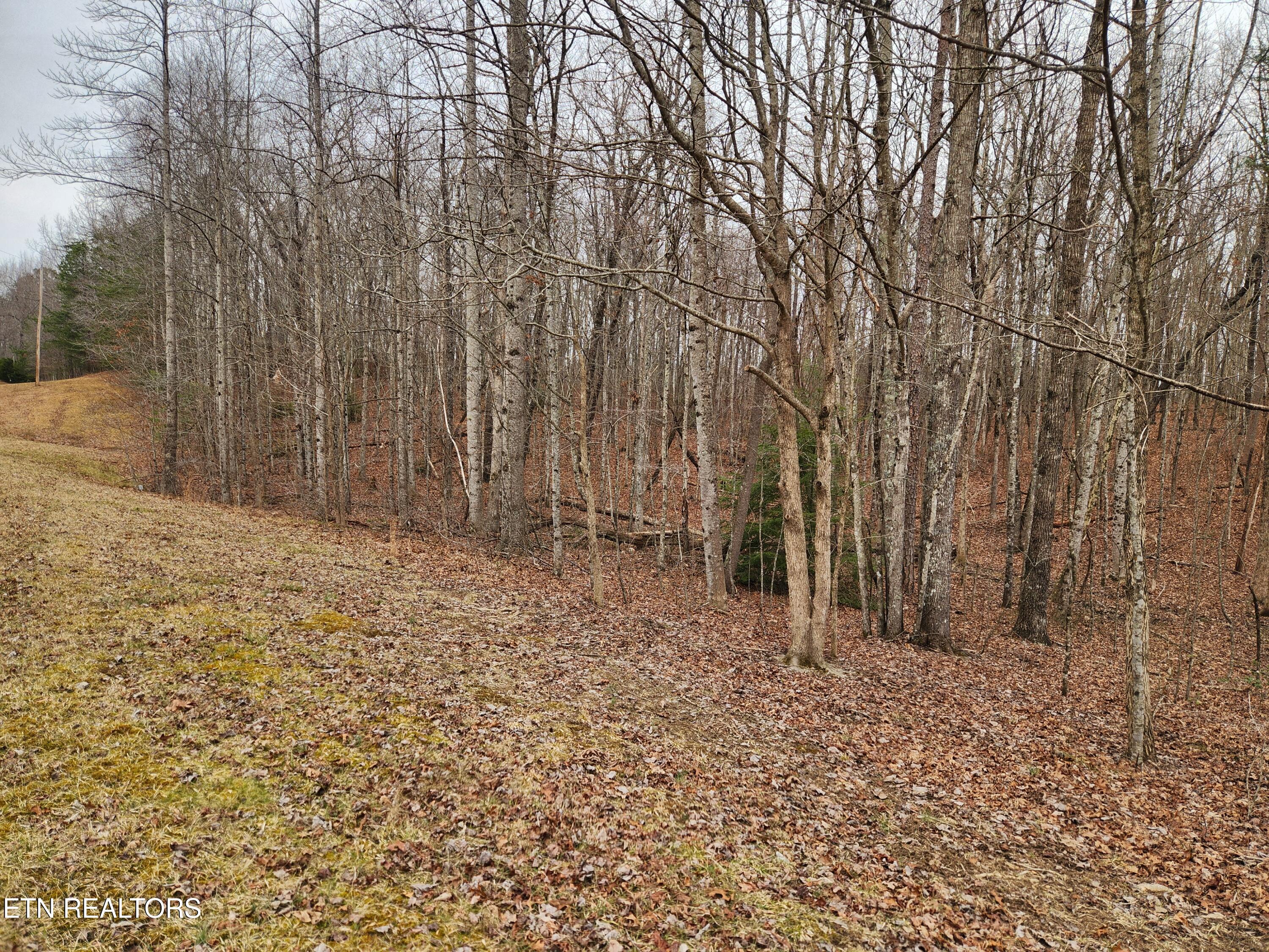 Blueberry Point Monterey, TN 38574 - Photo 10 of 17 20260208_154225