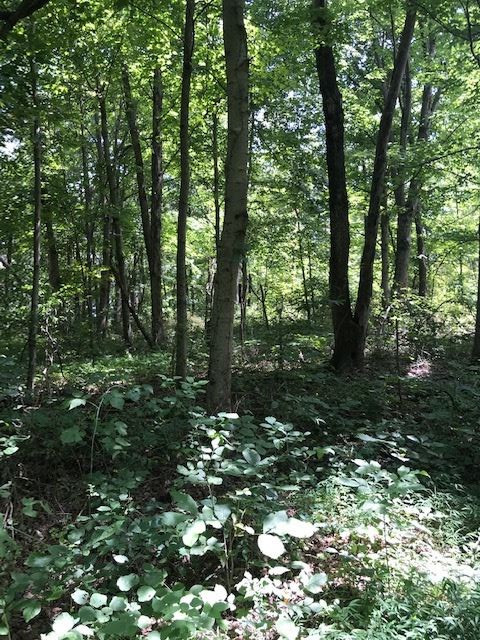 158-acres Eagle Tunnel Road Dry Ridge, KY 41035 - Photo 19 of 22 Gallery Image 19