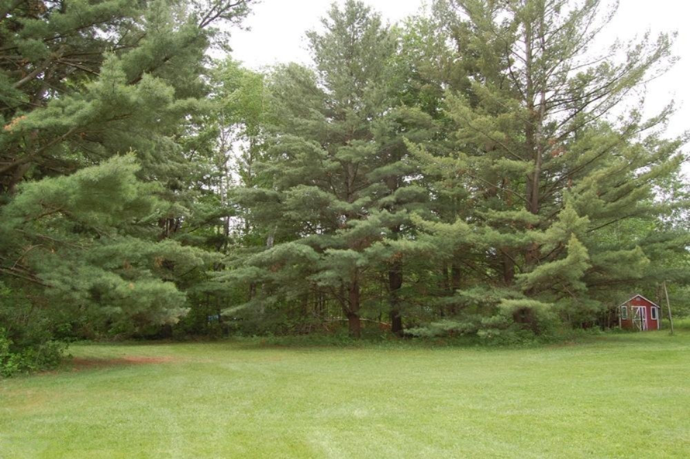 Back lawn