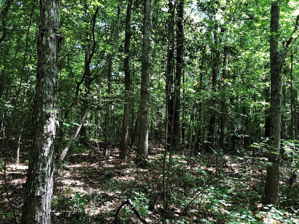 1568 Brumfield Road Southwest Bogue Chitto, MS 39629 - Photo 24 of 30 Photo 24
