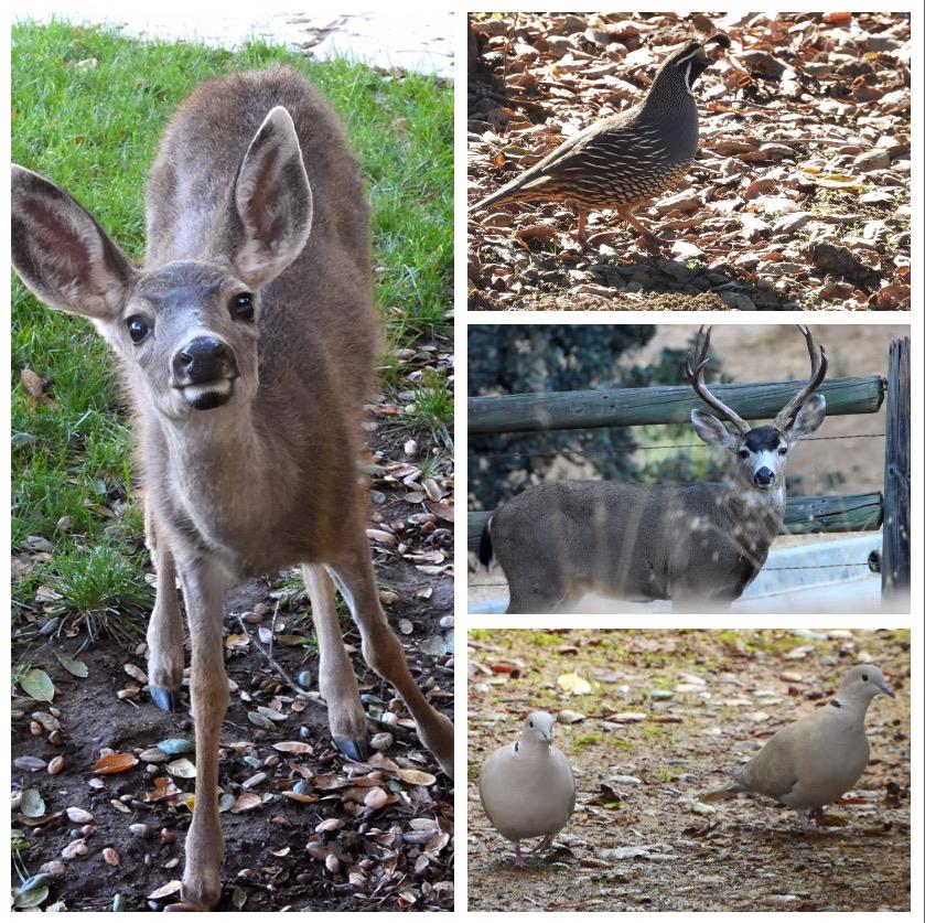 4550 Roop Road Gilroy, CA 95020 - Photo 24 of 91