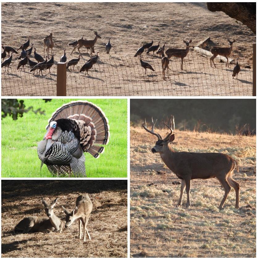 4550 Roop Road Gilroy, CA 95020 - Photo 4 of 91