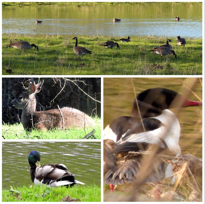 4550 Roop Road Gilroy, CA 95020 - Photo 53 of 91