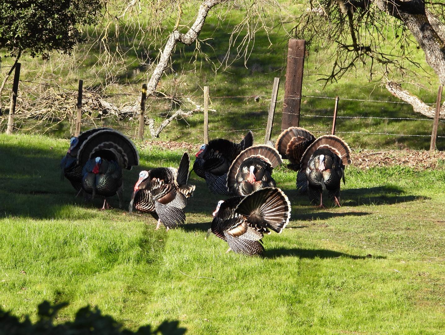 4550 Roop Road Gilroy, CA 95020 - Photo 89 of 91